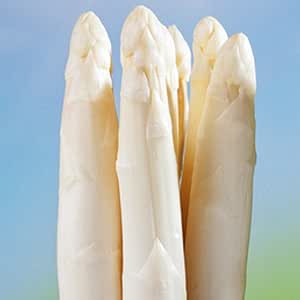 Spargelpflanzen Huchels Leistungsauslese wei&szlig;er Spargel (25 Pflanzen)