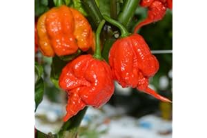 LAMPHLE 100/200 Unids Carolina Reaper Hot Pepper Chili Semillas Bonsai Planta Vegetal Decoración Flor Árbol Frutal Semillas Vegetales Semillas de pimiento picante 200 piezas