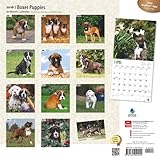 Image de Boxer Puppies 2016 Calendar