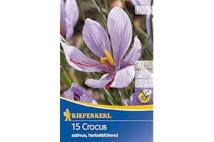 Lot de 15 bulbes de safran (Crocus Sativus) - Plantez votre propre plante de safran et ramassez vos fils de safran.