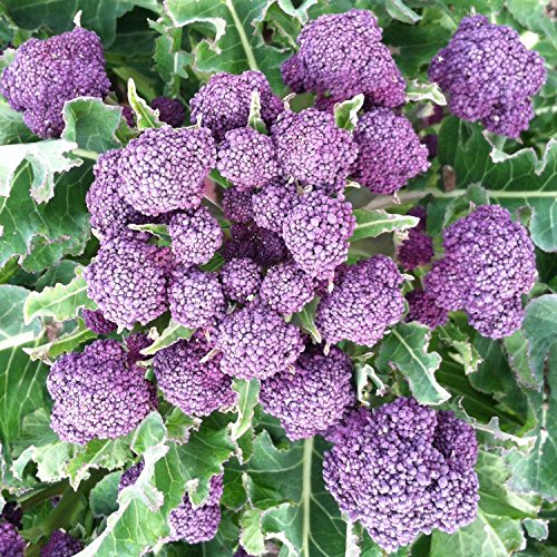 Brokkoli - Broccoli - Early Purple Sprouting - 200 Samen