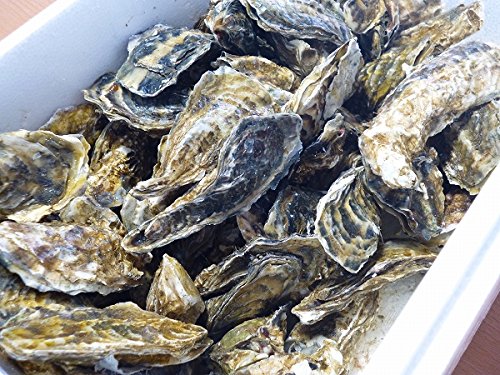 北海道・生牡蠣（かき）（殻付き）牡蠣・厚岸西岸　仙鳳趾【牡蛎】訳あり4キロ【生食用】