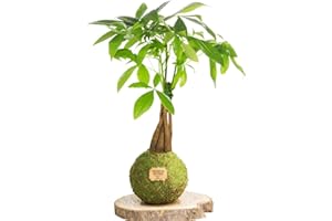 Kokedamas Lucciana Pachira Tressée Naturelle - Kokedama Intérieur | Boule de Mousse Vivante | Plante Naturelle | Plante Intérieure ou Extérieure | Décoration Maison | Entretien Facile