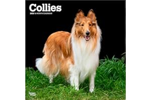 Collies - Langhaarcollie 2026 - 16-Monatskalender: Original BrownTrout-Kalender [Mehrsprachig] [Kalender]