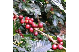 FLOWER FIELD STORY 25 piezas de semillas de café exóticas fáciles de plantar Fuerte vitalidad fácil de plantar germinar No necesitan mucho cuidado Adecuado para principiantes