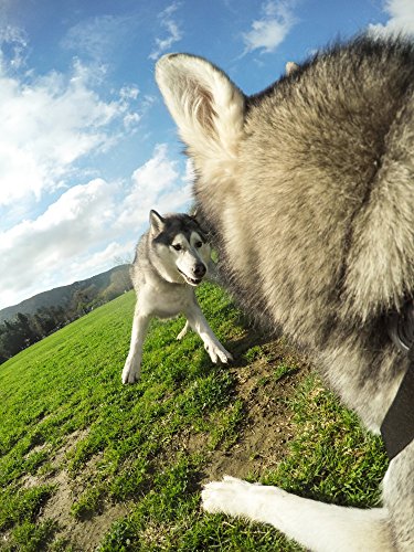 GoPro Zubehör Fetch Hundegeschirr (geeignet für HERO4/HERO3+/HERO3/HD HERO2/Original HD HERO/HERO) - 8