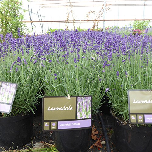 Buy English Lavender s. Lavender Angustifolia Hidcote Established s 5 Litre Pot Online at