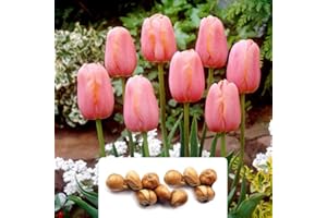 BOTANICAL BLISS 10 Tulip Menton Bulbs - Enjoy RHS Award-Winning Tulipa for Your Garden – Perfect for UK Climate Conditions - Stunning Cut Flowers