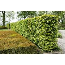 25 Rotbuchen 80-120cm - Heimische Heckenpflanzen Für Sichtschutz & Garten