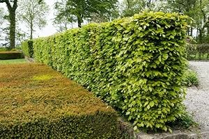 PFLANZHITS IHR PFLANZENPARTNER 25st. Rotbuchen 80-120cm Gartenhecke Heckenpflanzen Fagus sylvatica Rotbuche Hecke Gartenhecke Wurzelware