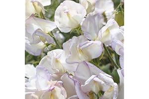 THE SEED SHED Sweet Pea High Scent Seeds – Superb Fragrance, Perfect for Cutting – Hardy Annual – for Your Beautiful Garden