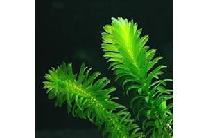 PONDPLANTSUK Oxygenating Weed Elodea 10 Bunches with Weights