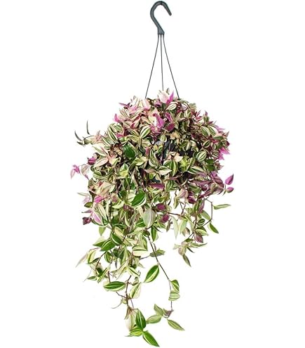 Dreimasterblume Tradescantia fluminensis Ivory Hill mit weiss-bunten  Blttern Gottesauge 14cm Ampeltopf mit langen Ranken : Amazon.de: Garten