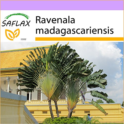 SAFLAX - Árbol del viajero - 8 semillas - Ravenala madagascariensis