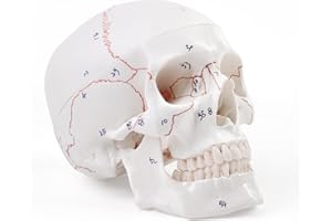 ERWEY Anatomiczny model czaszki szkieletu do nauczania anatomii cyfrowo szyta czaszka z cyfrowym logo