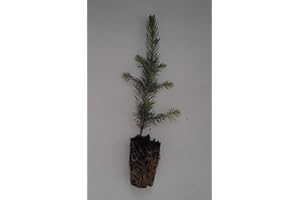 WHIN HILL NURSERIES 15x Norway Spruce, Picea Abies Plug Plants. Traditional Christmas fir, Living Rooted Conifer Trees