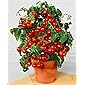 Cocktailtomate/Bonsai für den Balkon/Fensterbank"Minibel" 25x Samen (100% Natur ohne Chemie) Massenträger mit herrlich…