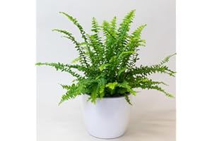 TROPICAL PLANTS UK Boston Fern Indoor Plant - House Plants in 13cm Pot, Air Purifying Plants Indoor, Measuring 30-35cm Tall