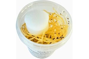 Flightless Golden Fruit Flies, Drosophila Hydei, Live Food Culture for Small Invertebrates, 2.5mm - Opus Vita (Fresh Culture)