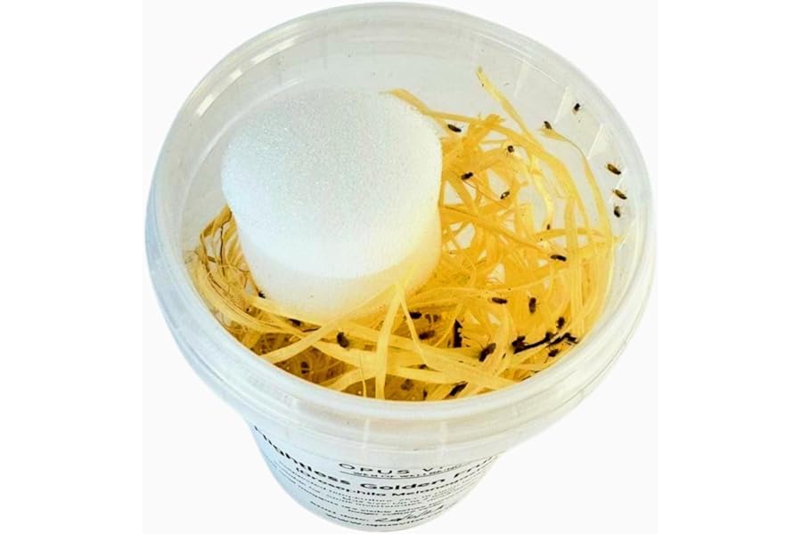 Flightless Golden Fruit Flies, Drosophila Hydei, Live Food Culture for Small Invertebrates, 2.5mm - Opus Vita (Fresh Culture)