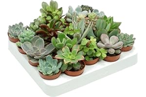 DECOALIVE Pack de 20 Plantas Suculentas Naturales para Decorar el Hogar