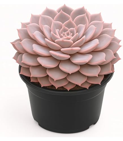 PlantaZee Succulent Live Plant echeveria-Perle-von-Nurnberg