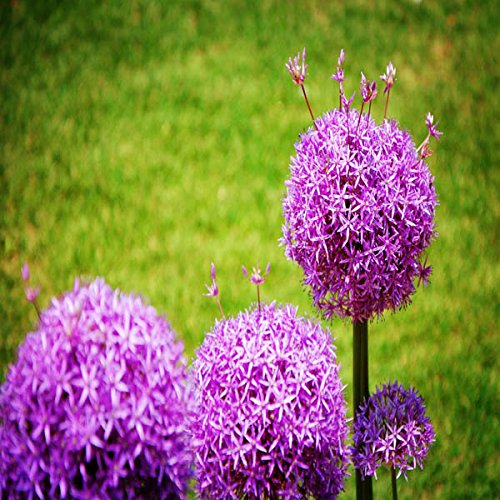 20pcs Allium Giganteum Seeds lila Pflanze DIY Hausgarten - 4