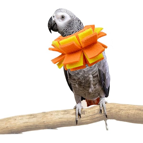 QBLEEV 4Pack Pet Parrot Anti-Bite E-Collars - Elizabethan Collars For Budgerigar Lovebird Cockatiel Feather Plucking Recovery