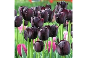 LAMPHLE 50 Unids Bulbos de Tulipán Semillas de Flores Jardín Patio Cultivo DIY Hogar Bonsai Planta Decoración Flor Fruta Árbol Vegetal Semillas Morado oscuro Semillas de tulipán
