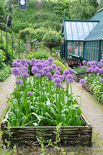 Robuste Beeteinfassung aus Haselnuss 100% natürlich (120 x 20 cm) - 6