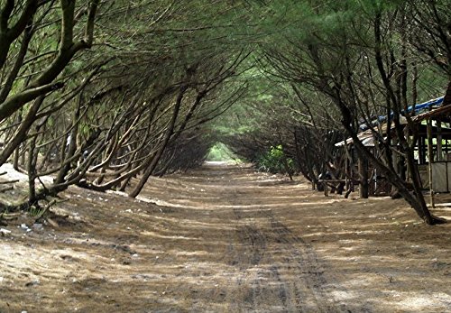 Creative Farmer Tree Seeds : Coast Sheoak Sampirani Seeds - 5000 Seeds For Growing