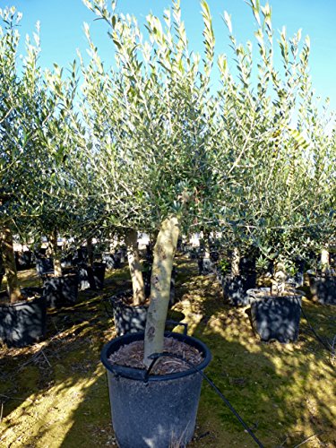 Olivenbaum „Olea europea“ – 160/190 cm – dicker Stamm 25 cm Umfang – Pot 30 ltr. - 6