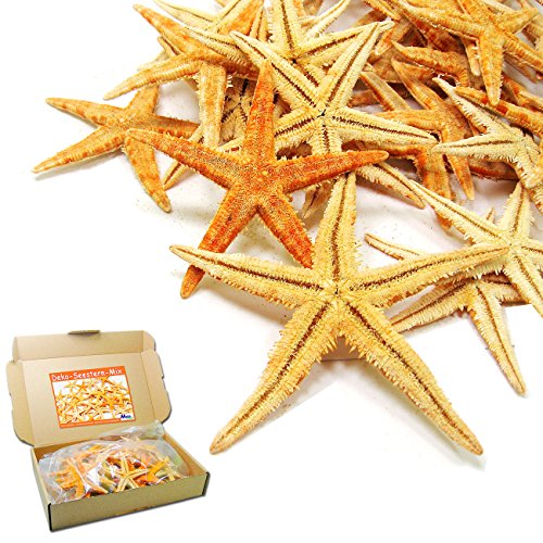 SEESTERN - MIX 20 er - Set echte Seesterne Deko - Starfish im Karton zum Dekorieren & Basteln (Natur)