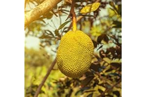 BRKENT 80 Semillas de Jackfruit Propagación de plantas de árboles frutales Semillas de frutas Plantas Regalo Propagación de plantas Regalos para amantes del jardín Regalos de jardín Terraplanter