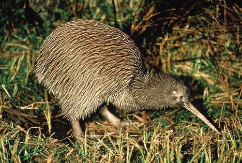 Beanie the Kiwi (English Edition) livre