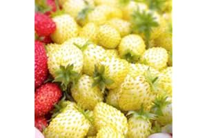 MOOSE SEEDS Strawberry Seeds - Yellow Wonder - 20 Seeds