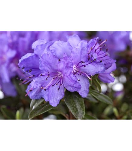 Rhododendron yakushimanum 'Sonatine' 3040 cm  Winterhart, Immergrn,  Mehrjhrig  Alpenrose  Zierstrauch fr Garten & Kbel : Amazon.de: Garten