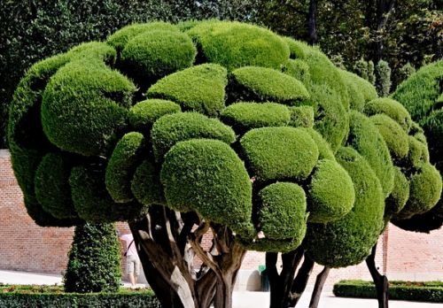 Cupressus sempervirens - Mittelmeer-Zypresse - Säulenzypresse - 20 Samen