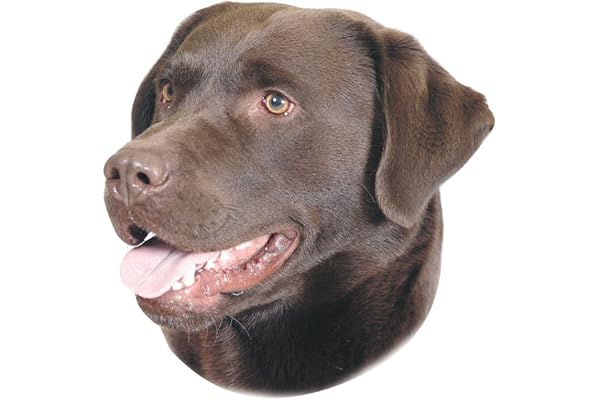Nobby Autocollant Motif Labrador