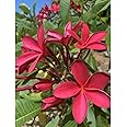 NEW DEBNATH NURSERY, Rare Champa Plumeria/Red Champak Flower Live Plant (Pack Of-1) Healthy Flower Plant WB1