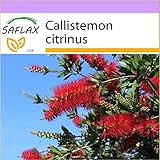 Callistemon Semillas Graines Germination El Mejor - 