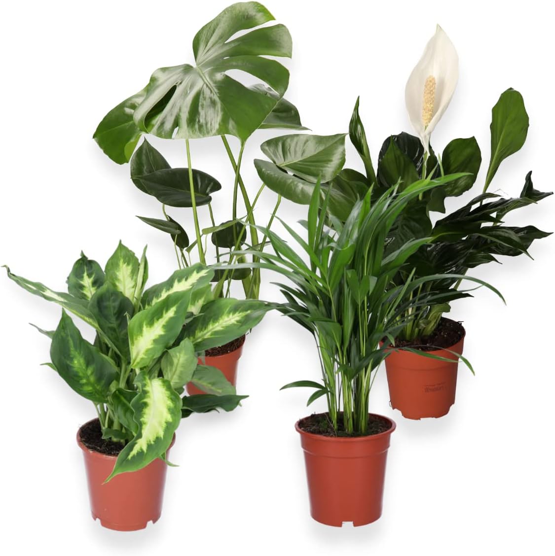 Juego de 4 plantas purificadoras de aire Monstera & Dieffenbachia & Spathiphyllum & Areca, 40-45 cm, diámetro de 12 – 15 cm maceta, plantas para casa y oficina, calidad profesional, envío rápido de