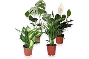 BLUME IDEAL Juego de 4 plantas purificadoras de aire Monstera & Dieffenbachia & Spathiphyllum & Areca, 40-45 cm, diámetro de 12 – 15 cm maceta, plantas para casa y oficina, calidad profesional, envío rápido de