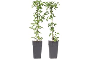 Plant in a Box - Clematis montana 'Grandiflora' - set di 2 - Vite forestale - ⌀50 cm - Altezza 60-70 cm