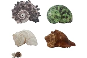 LuckyOpt 4 conchas de cangrejo hermitaño, conchas naturales de cangrejo de tamaño mediano a grande, de 0,6 a 1,4 pulgadas, decoración de cangrejo para suministros de playa (4)