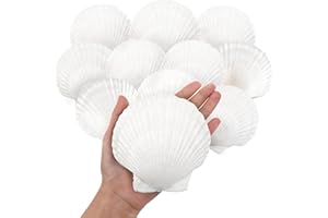 SKOOLOVE 10PCS White Scallops Shells, 10-12.5CM Natural Large Seashell from Sea Beach, Sea Shells for Crafts Wedding Decor Beach Theme Party and Home Decor