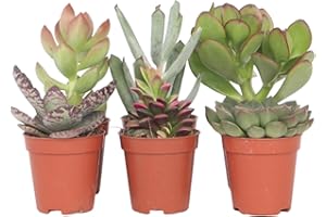 Plant in a Box - Mini Succulentes - Mélange de 6 Pièces de Succulentes - Plantes Réelles - Décoratives et Faciles à Entretenir - Pot 5.5cm - Hauteur 5-10cm