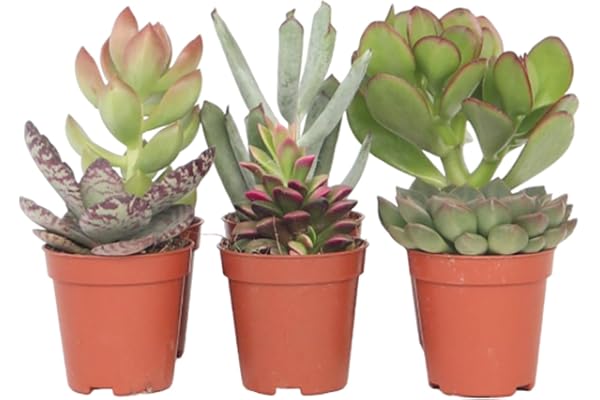 Plant in a Box - Mini Succulentes - Mélange de 6 Pièces de Succulentes - Plantes Réelles - Décoratives et Faciles à Entretenir - Pot 5.5cm - Hauteur 5-10cm