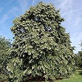 Catalpa Bignonioides, Ecco Come Coltivarla | Coltivazione Biologica