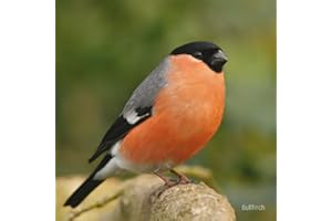 REALLY WILD CARDS RSPB Bullfinch Sound Card